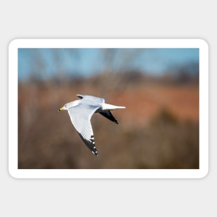 Ring-billed Gull Gliding Quietly by Debra Martz Sticker